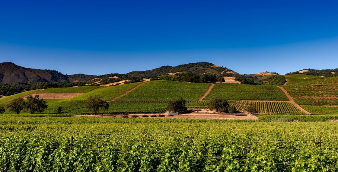 Vineyards Napa Valley California Vine Winery Wine Rural Landscape 547384